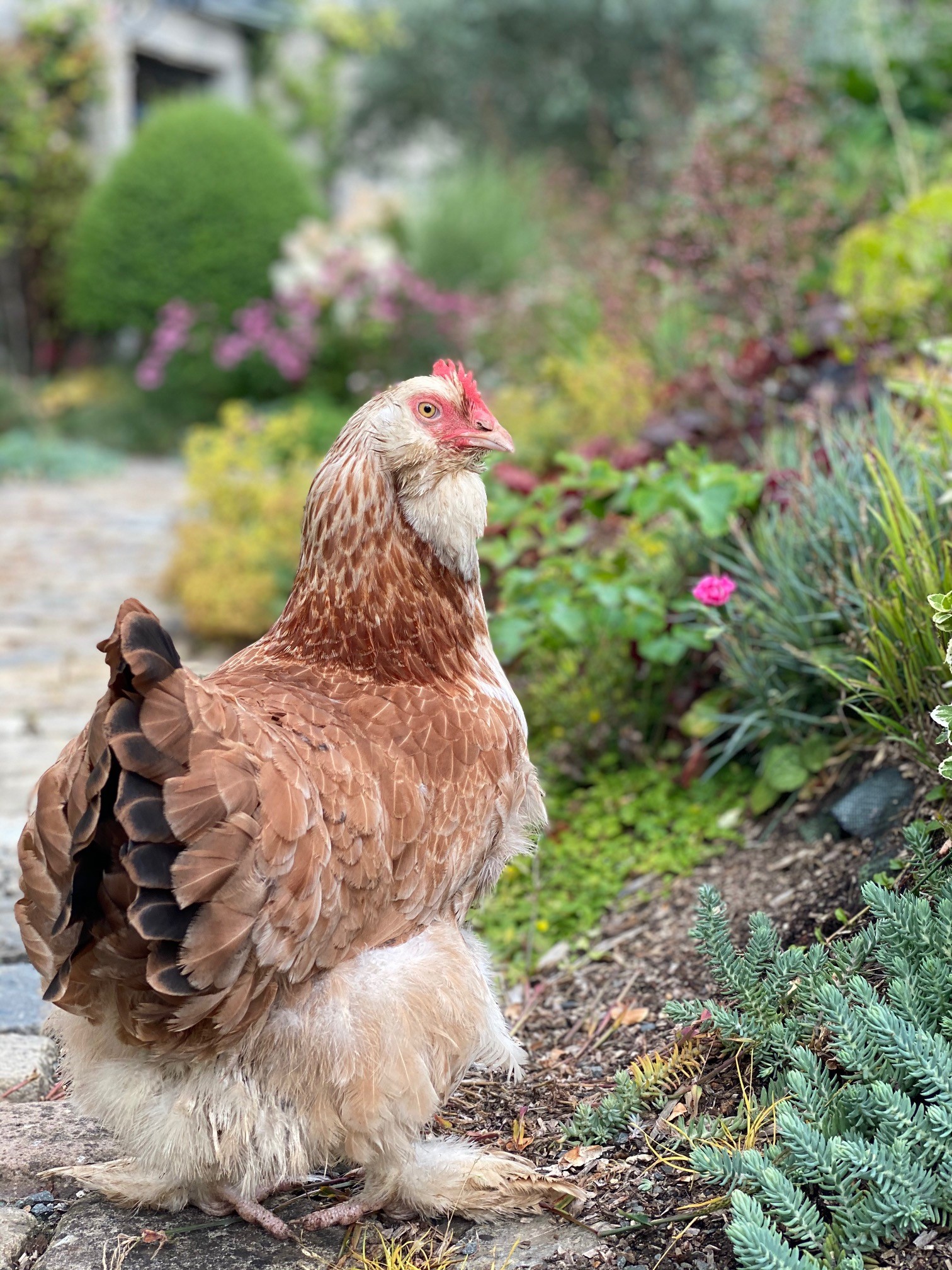 La poule de l'école des garçons